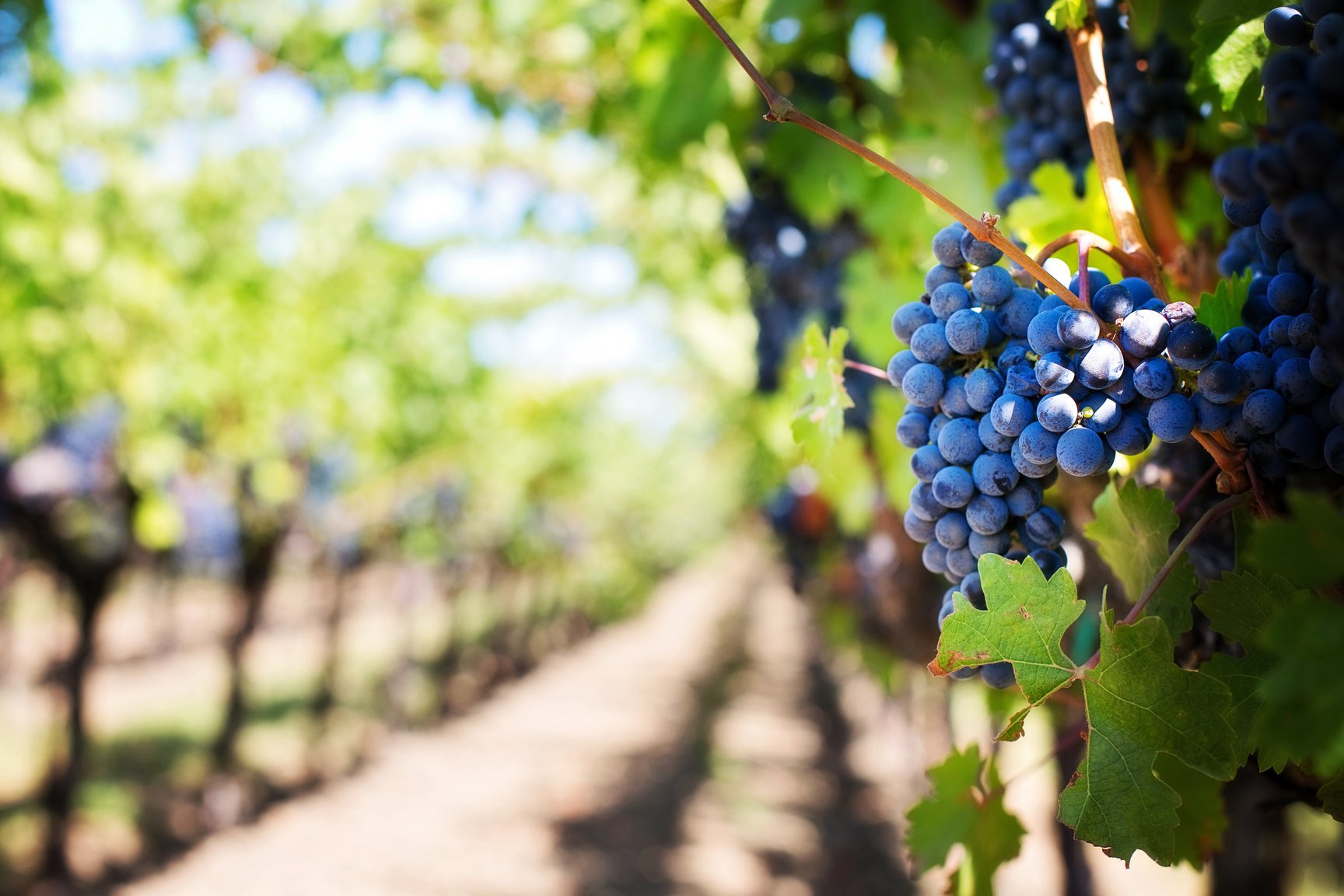 Grapes in the Vineyard